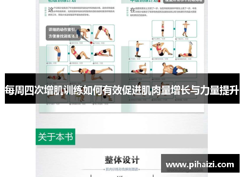 每周四次增肌训练如何有效促进肌肉量增长与力量提升